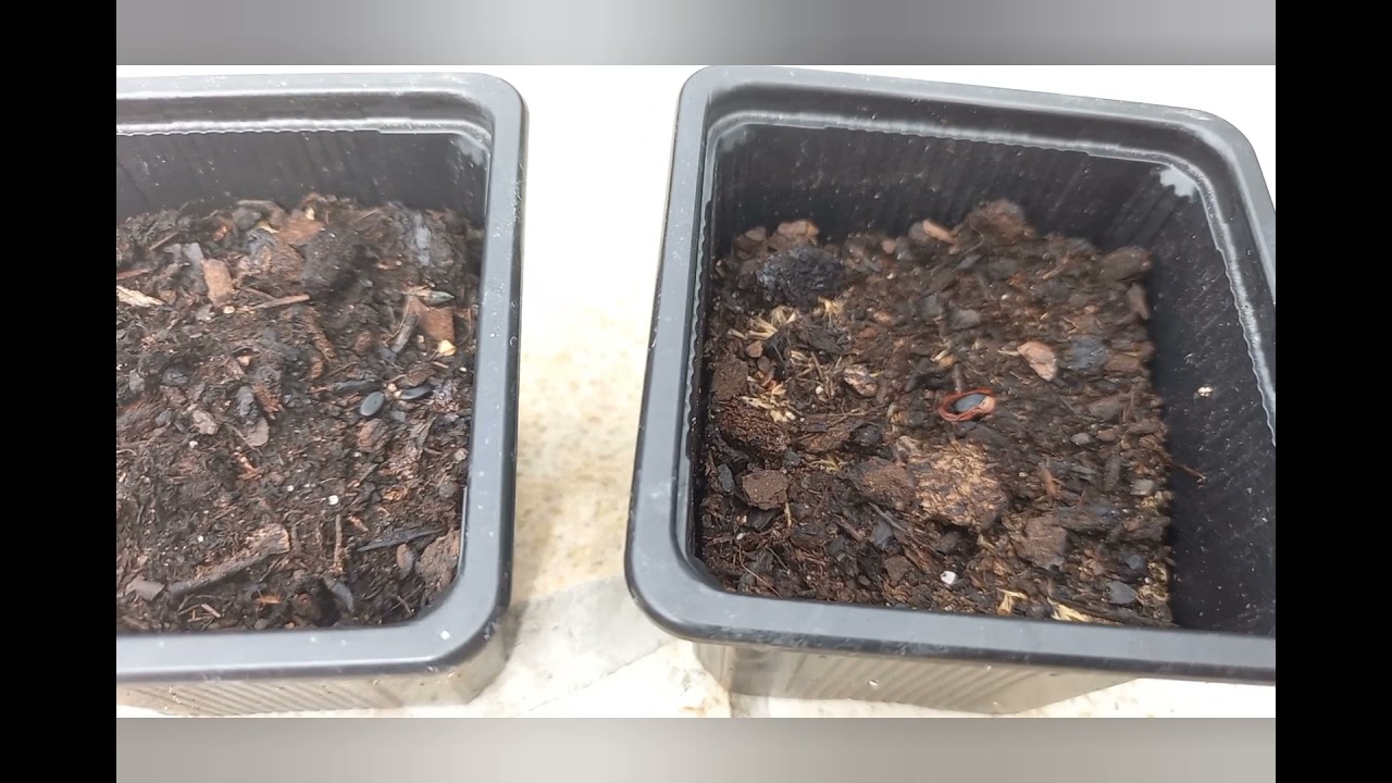 Mimosa 4 saison , comment semé  ses graines