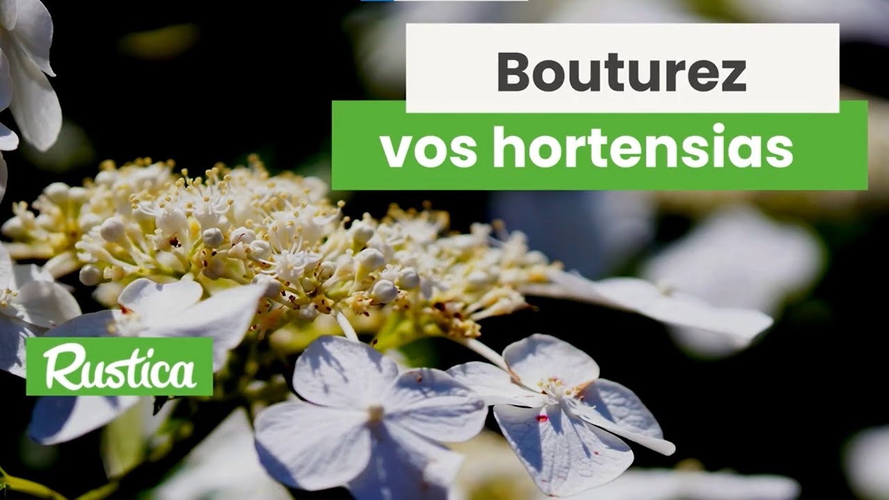 Bouturage de l’hortensia paniculé
