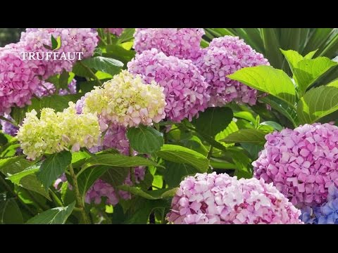 Comment planter un hortensia au jardin ? - Truffaut