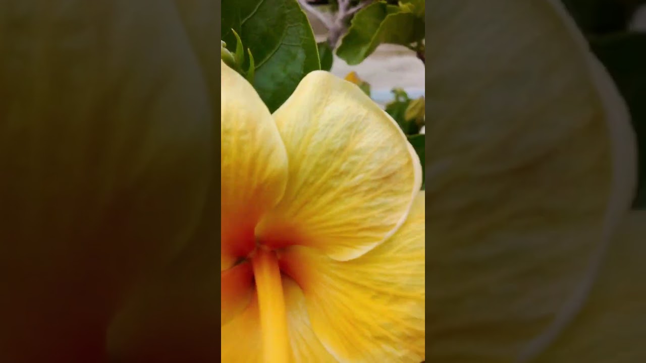 @GIRASOLES, MIMOSAS, JONQUILLES, PRIMEVÈRES: Nom des Plantes aux fleurs jaunes