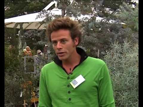 Les mimosas, conseils de culture